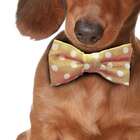 Quadro Cachorro Salsicha Uniart Marrom 45x45cm