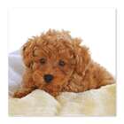 Quadro Cachorro Uniart Marrom 45x45cm