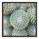 Quadro Cactus II Verde 60x60cm Inspire
