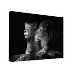 Quadro Casal De Leões -- Br Artes