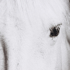 Quadro Cavalo Preto 60x90cm Arte Própria