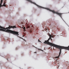 Quadro Cerejeira Rosa com Vidro 40x60cm Arte Própria