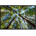 Quadro Céu De Pinheiros 90x60 - Casa Da Moldura