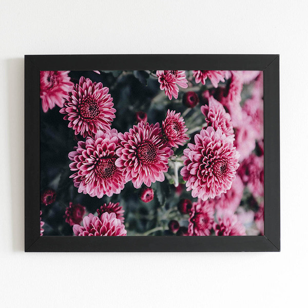 Quadro Chrysanthemum Morifolium Flor Moldura Preta 60x40cm