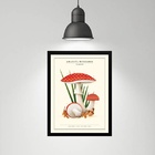 Quadro Cogumelos Vermelhos - Poá 45x34cm Moldura:madeira Preta