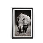 Quadro Com Moldura Chanfrada Rinoceronte