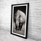 Quadro Com Moldura Chanfrada Rinoceronte