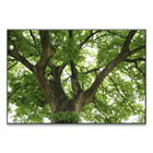 Quadro Copa Árvore Verde 70x50cm Inspire