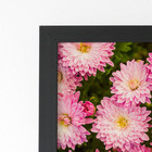 Quadro Crisântemo Rosa Flores Foto Moldura Preta 60x40cm