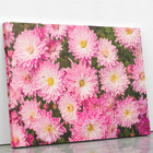 Quadro Crisântemo Rosa Flores Fotografia Canvas 100x70cm