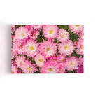 Quadro Crisântemo Rosa Flores Fotografia Canvas 120x80cm