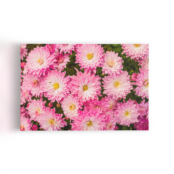 Quadro Crisântemo Rosa Flores Fotografia Canvas 140x90cm