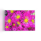 Quadro Crisântemo Roxo Fotografia Flores Canvas 60x40cm