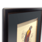 Quadro Decor Coleção Calopsita Azul