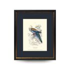 Quadro Decor Coleção Calopsita Branca