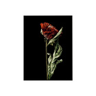 Quadro Decorativo 100x70 Cm Flor 039 Com Moldura Laqueada Pre