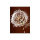 Quadro Decorativo 135x135 Cm Dente De Leão 007 Com Moldura La