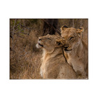 Quadro Decorativo 135x135 Cm Leão 013 Com Moldura Laqueada Pr