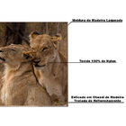 Quadro Decorativo 135x135 Cm Leão 013 Com Moldura Laqueada Pr