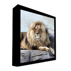 Quadro Decorativo 135x135 Cm Leão 018 Com Moldura Laqueada Pr