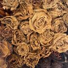 Quadro Decorativo 20 X 20 - Arte Botânica (modelo1)