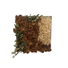 Quadro Decorativo 30 X 30 - Arte Botânica