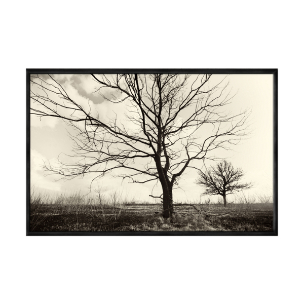 Quadro Decorativo 40x60cm Canvas Arvores Solitarias Flnt083