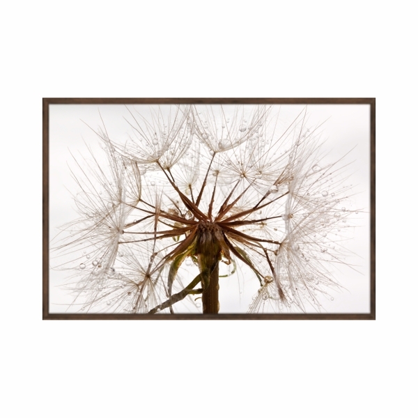 Quadro Decorativo 40x60cm Canvas Dente De Leão Semente Orvalh