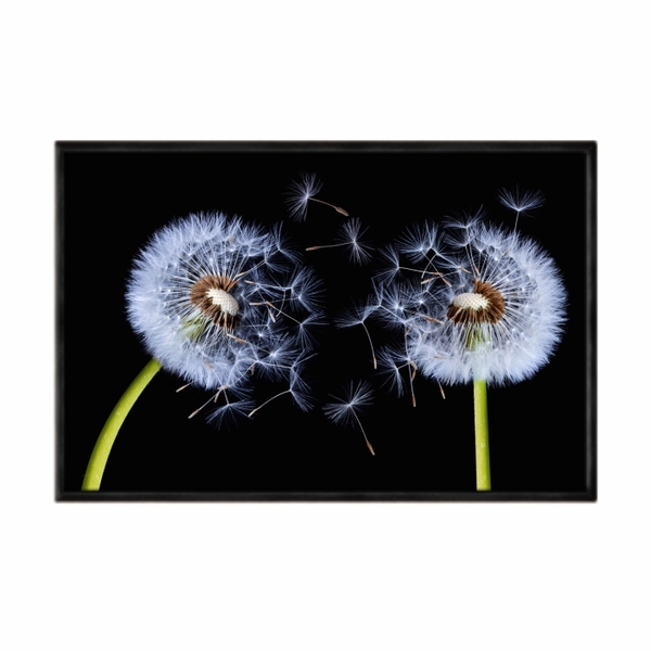 Quadro Decorativo 40x60cm Canvas Dente De Leao Sementes Voand