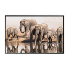 Quadro Decorativo 50x70 Cm Elefante 060 Com Moldura Laqueada