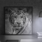 Quadro Decorativo 60x40 Model. Tigre Cinza Preta