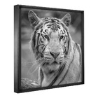 Quadro Decorativo 60x40 Model. Tigre Cinza Preta