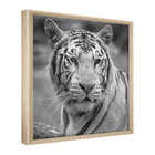 Quadro Decorativo 60x40 Model. Tigre Natural