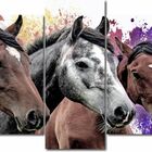 Quadro Decorativo  Cavalos Com Fundo Colorido Para Sala 5 Peç