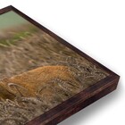 Quadro Decorativo Alce com Moldura Freijó 40x30cm Tropical