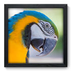 Quadro Decorativo - Arara - 33cm X 33cm - 005qnsbp