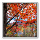 Quadro Decorativo - Árvore - 70cm X 70cm - 061qnddb