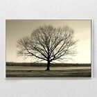 Quadro Decorativo Arvore Galhos Secos Com Moldura E Sem Vidro