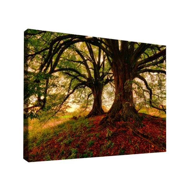 Quadro Decorativo Árvore Meu Esconderijo Pequeno 60x40