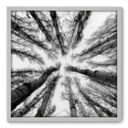 Quadro Decorativo - Árvores - 70cm X 70cm - 056qnpdb