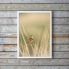 Quadro Decorativo Bege Passarinho Natureza 24x18cm - Com Vidr