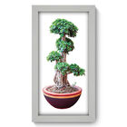 Quadro Decorativo - Bonsai - 19cm X 34cm - 282qddb