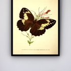 Quadro Decorativo Borboleta Marrom  - 70x50cm Moldura Branca