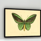 Quadro Decorativo Borboleta Verde Vintage  - 70x50cm Moldura