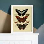 Quadro Decorativo Borboletas Vintage 24x18cm Moldura:madeira