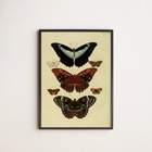 Quadro Decorativo Borboletas Vintage 33x24cm - Com Vidro Mold