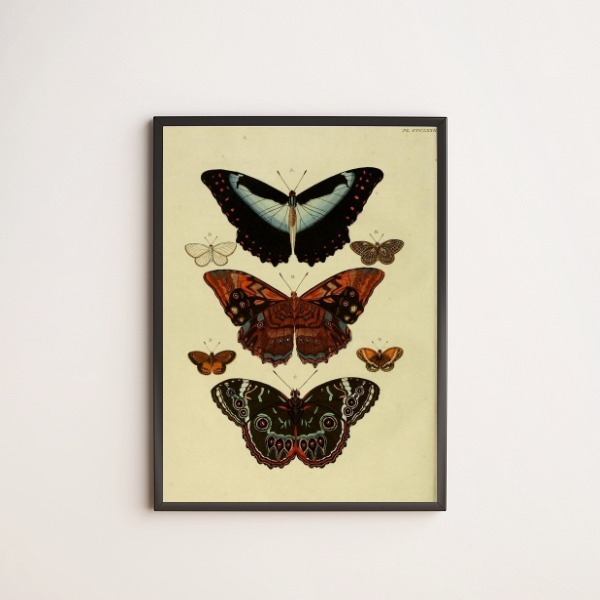 Quadro Decorativo Borboletas Vintage 33x24cm - Com Vidro Mold