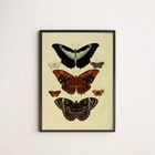 Quadro Decorativo Borboletas Vintage 45x34cm - Com Vidro Mold