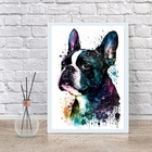 Quadro Decorativo Boston Terrier Aquarela 33x24cm - Com Vidro