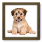 Quadro Decorativo - Cachorro - 33cm X 33cm - 186qdsm